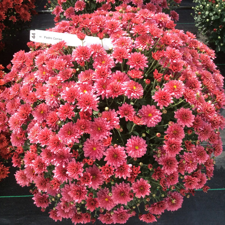 Chrysanthemum x morifolium 'Padre Cerise' ~ Belgian Mum® Padre Cerise Mum