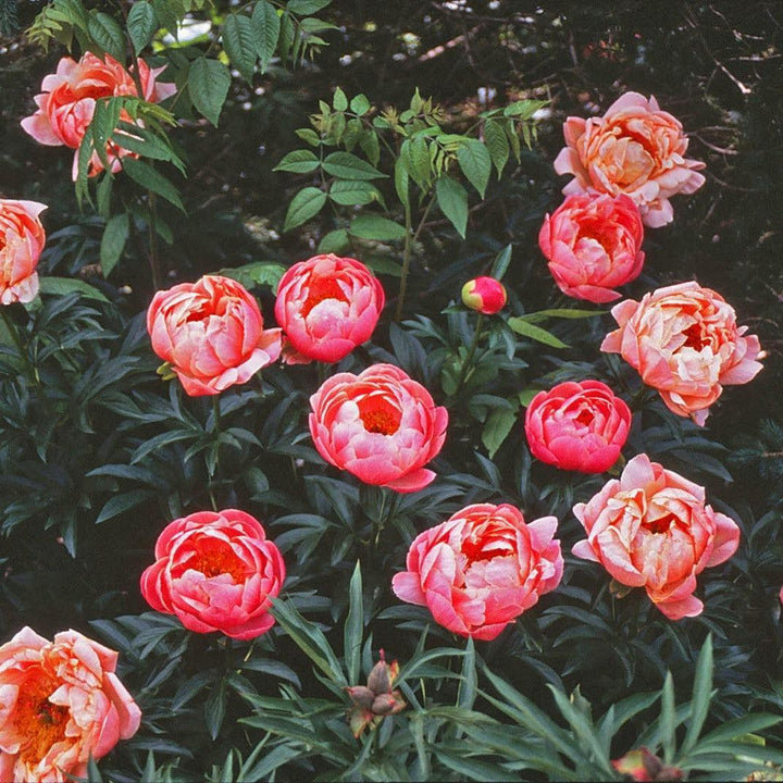 Paeonia lactiflora 'Coral Sunset' ~ Coral Sunset Peony-ServeScape