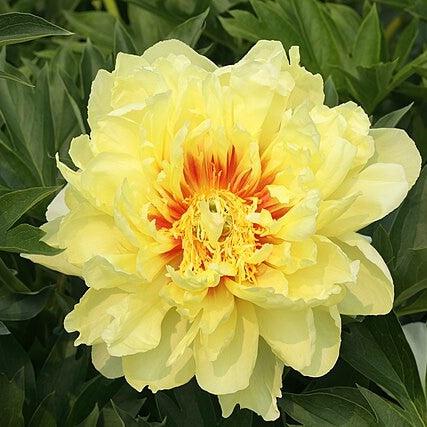 Paeonia 'Batrzella' ~ Batrzella Itoh Peony-ServeScape