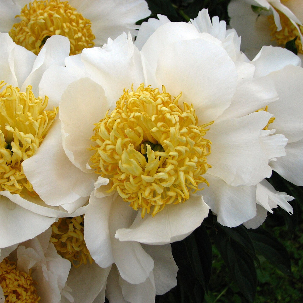 Paeonia lactiflora 'Moon of Nippon' ~ Moon of Nippon Peony-ServeScape