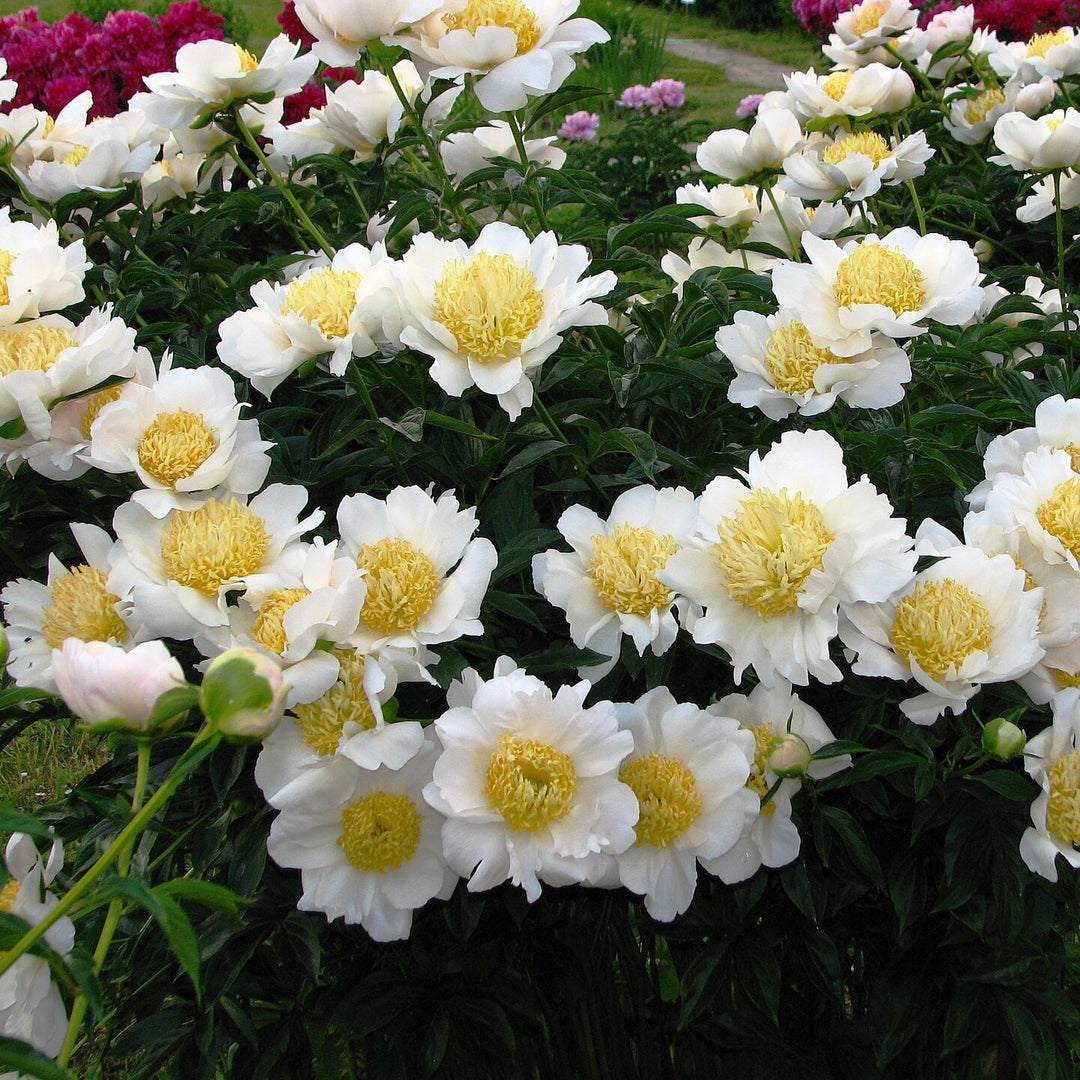 Paeonia lactiflora 'Moon of Nippon' ~ Moon of Nippon Peony-ServeScape