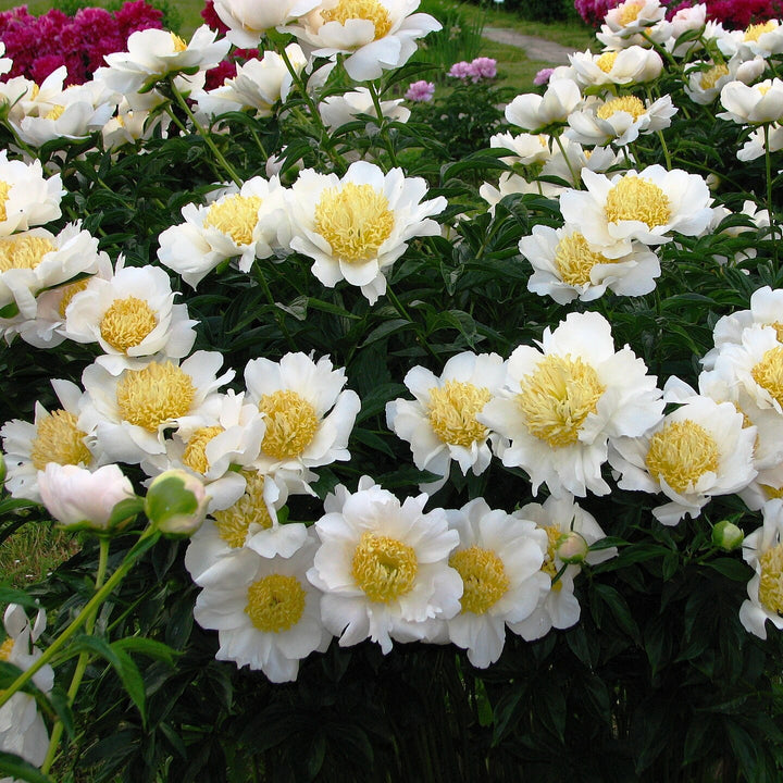 Paeonia lactiflora 'Moon of Nippon' ~ Moon of Nippon Peony-ServeScape