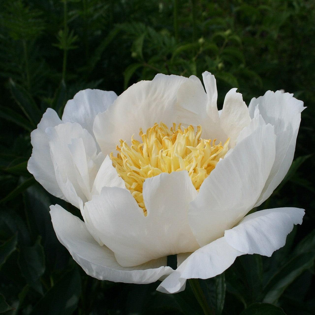 Paeonia lactiflora 'Moon of Nippon' ~ Moon of Nippon Peony-ServeScape