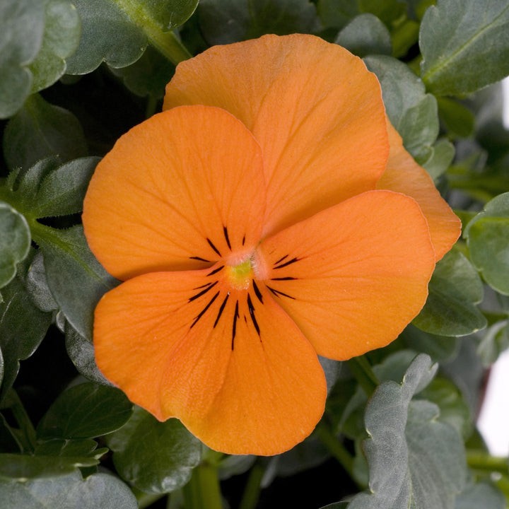 Viola cornuta 'PAS733562' ~ Sorbet™ XP Orange Viola-ServeScape