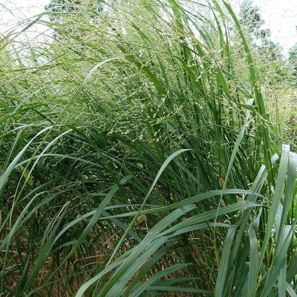 Panicum virgatum ~ Switch Grass, Panic Grass-ServeScape