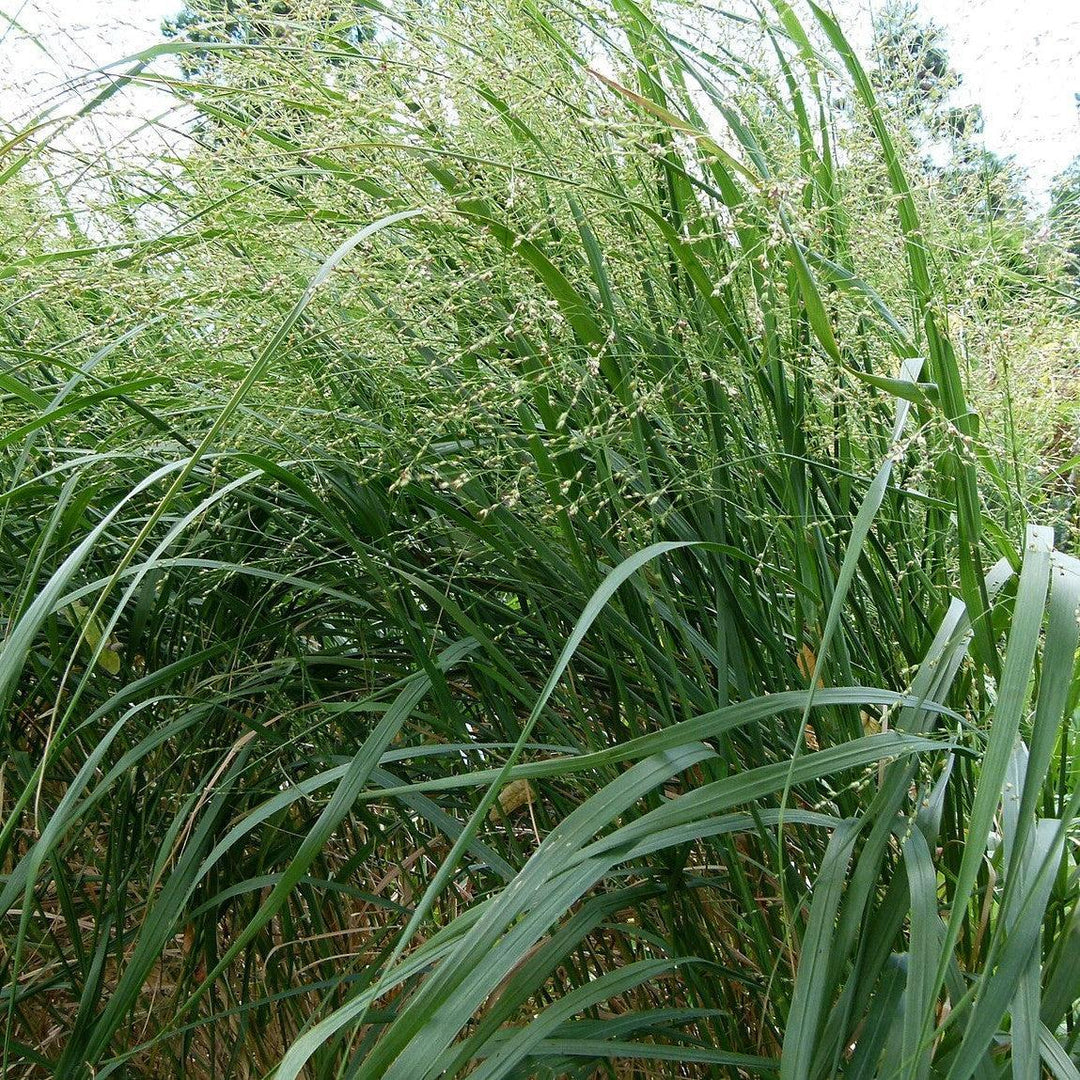 Panicum virgatum ~ Switch Grass, Panic Grass-ServeScape