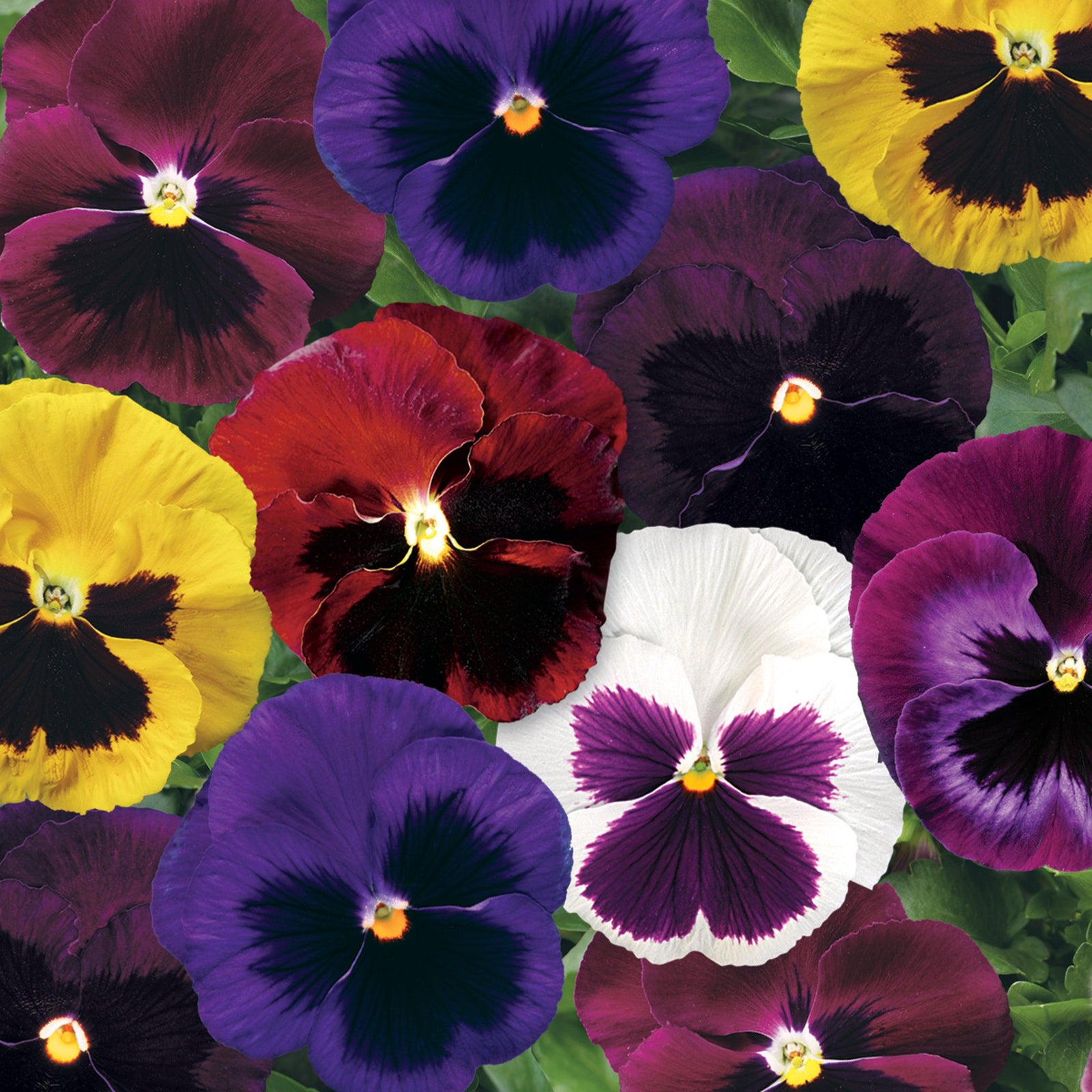 Viola x wittrockiana 'Colossus Blotch Mix' ~ Colossus™ Blotch MIx Pansy-ServeScape