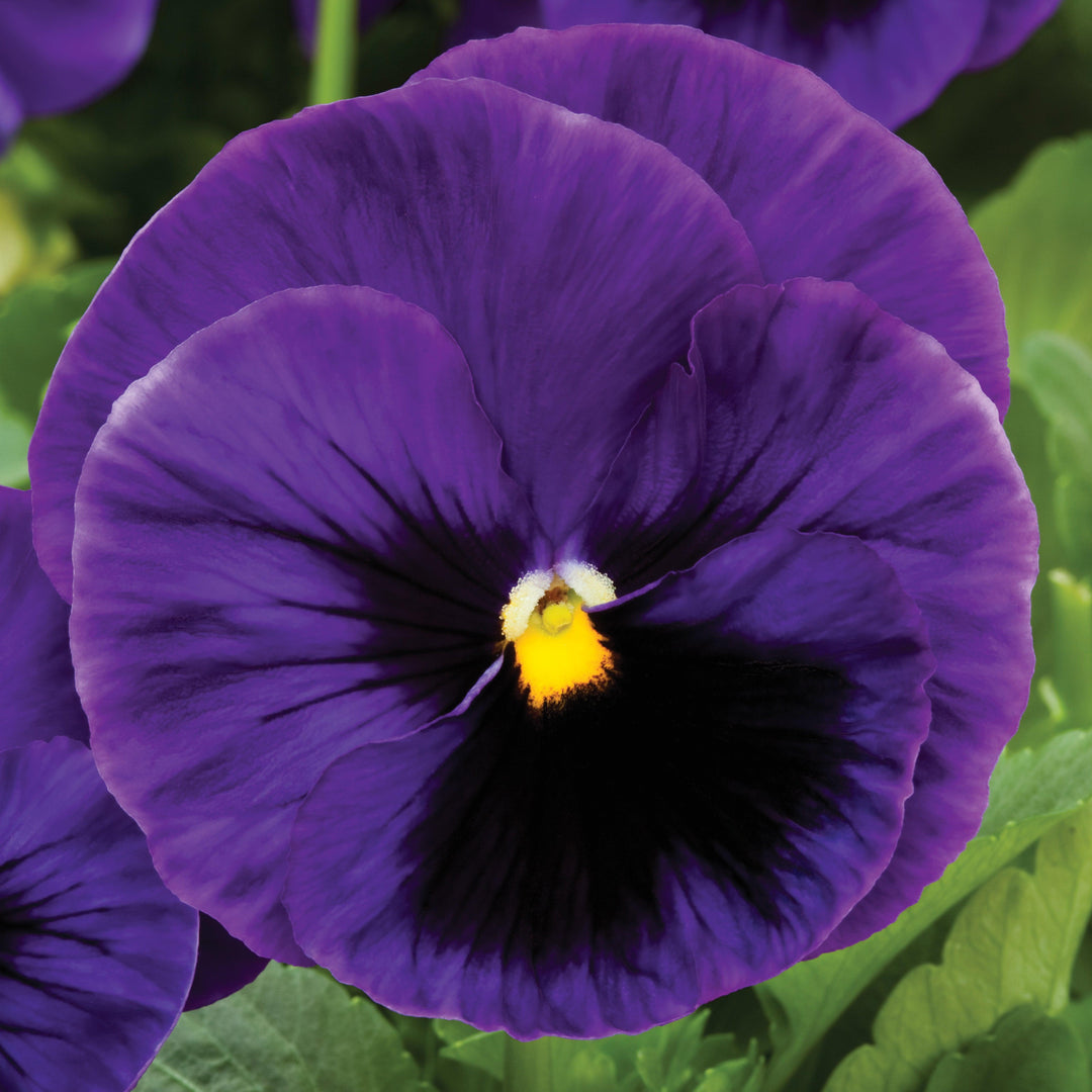 Viola x wittrockiana 'Colossus Deep Blue With Blotch' ~ Colossus™ Deep Blue With Blotch Pansy-ServeScape