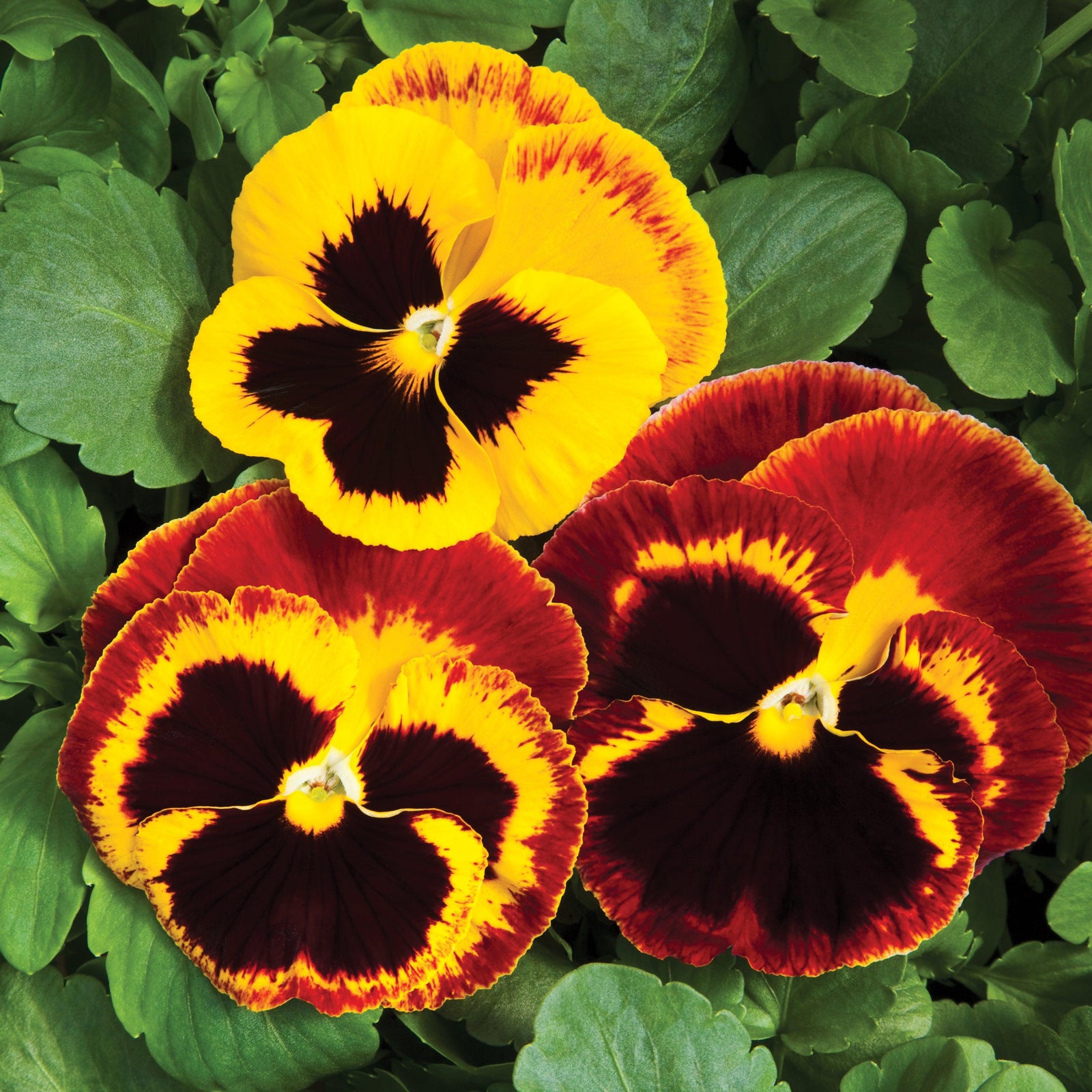 Viola x wittrockiana 'Colossus Fire' ~ Colossus™ Fire Pansy-ServeScape