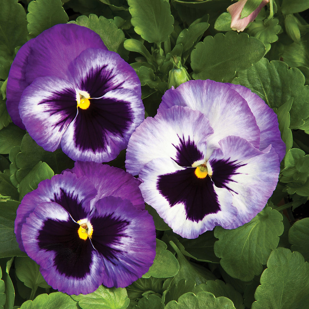 Viola x wittrockiana 'Colossus Lavender Medley' ~ Colossus™ Lavender Medley Pansy-ServeScape