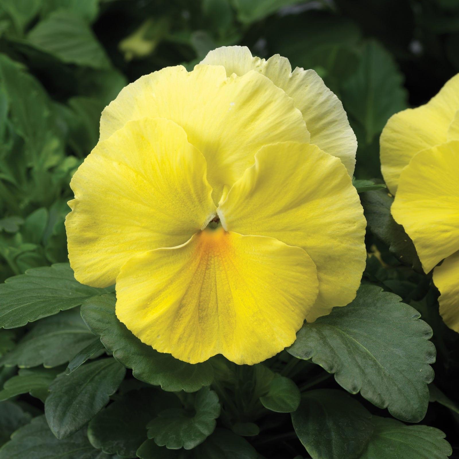 Viola x wittrockiana 'Colossus Lemon Shades' ~ Colossus™ Lemon Shades Pansy-ServeScape