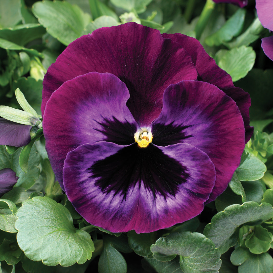 Viola x wittrockiana 'Colossus Neon Violet' ~ Colossus™ Neon Violet Pansy-ServeScape