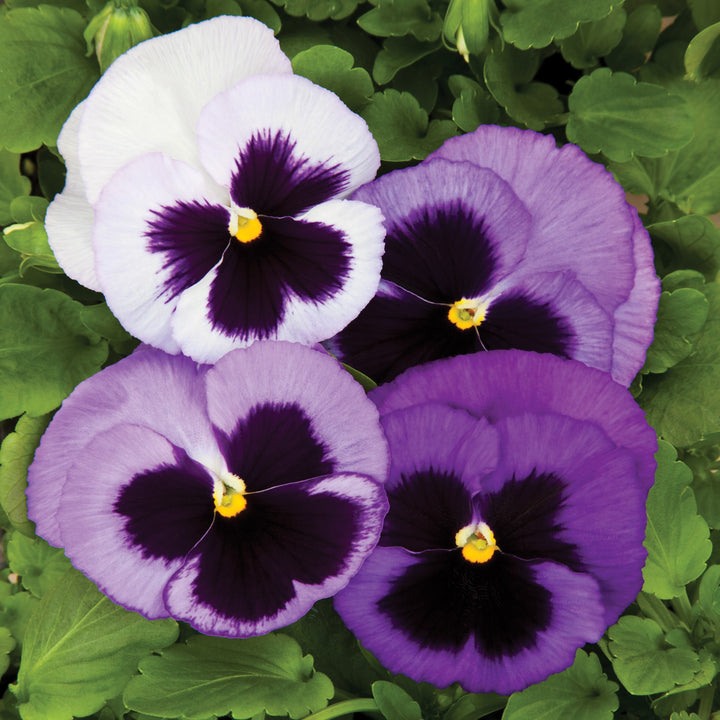 Viola x wittrockiana 'Colossus Ocean' ~ Colossus™ Ocean Pansy-ServeScape