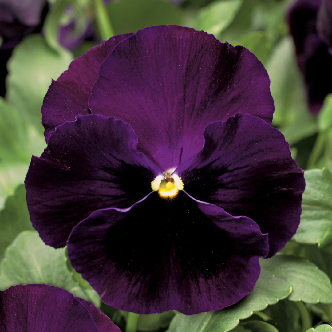 Viola x wittrockiana 'Colossus Purple with Blotch' ~ Colossus™ Purple with Blotch Pansy-ServeScape