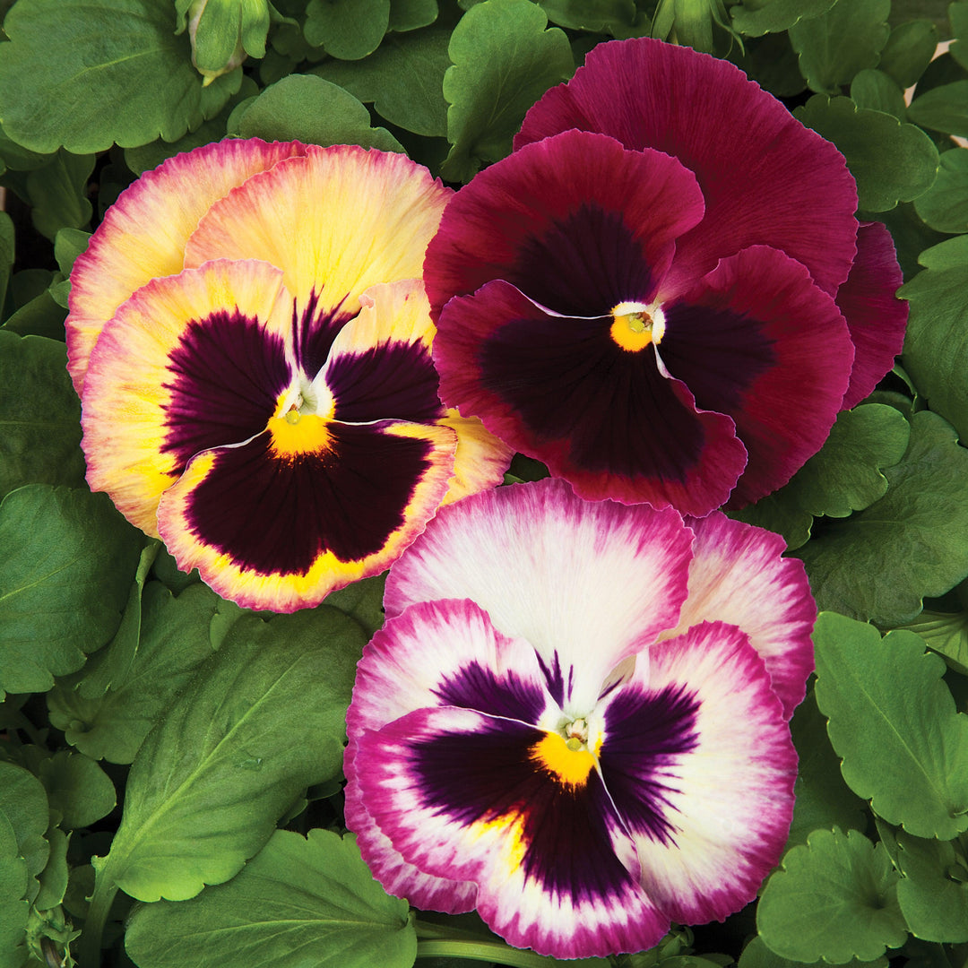 Viola x wittrockiana 'Colossus Rose Medley' ~ Colossus™ Rose Medley Pansy-ServeScape