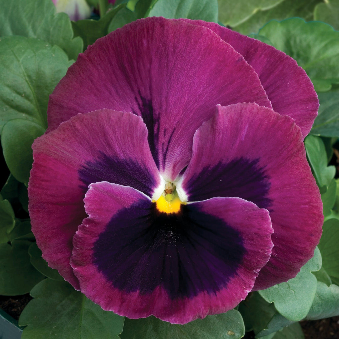 Viola x wittrockiana 'Colossus Rose With Blotch' ~ Colossus™ Rose With Blotch Pansy-ServeScape