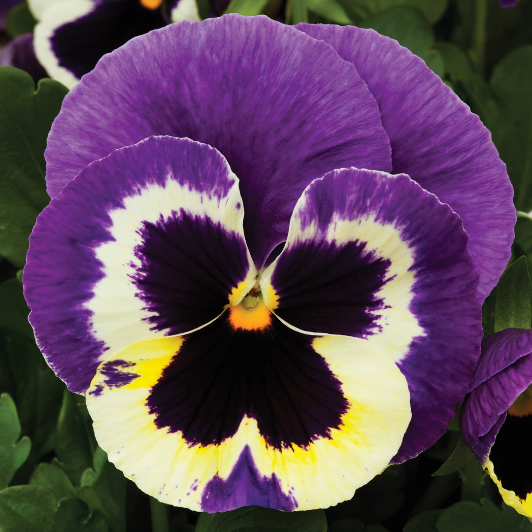 Viola x wittrockiana 'Colossus Tricolor' ~ Colossus™ Tricolor Pansy-ServeScape