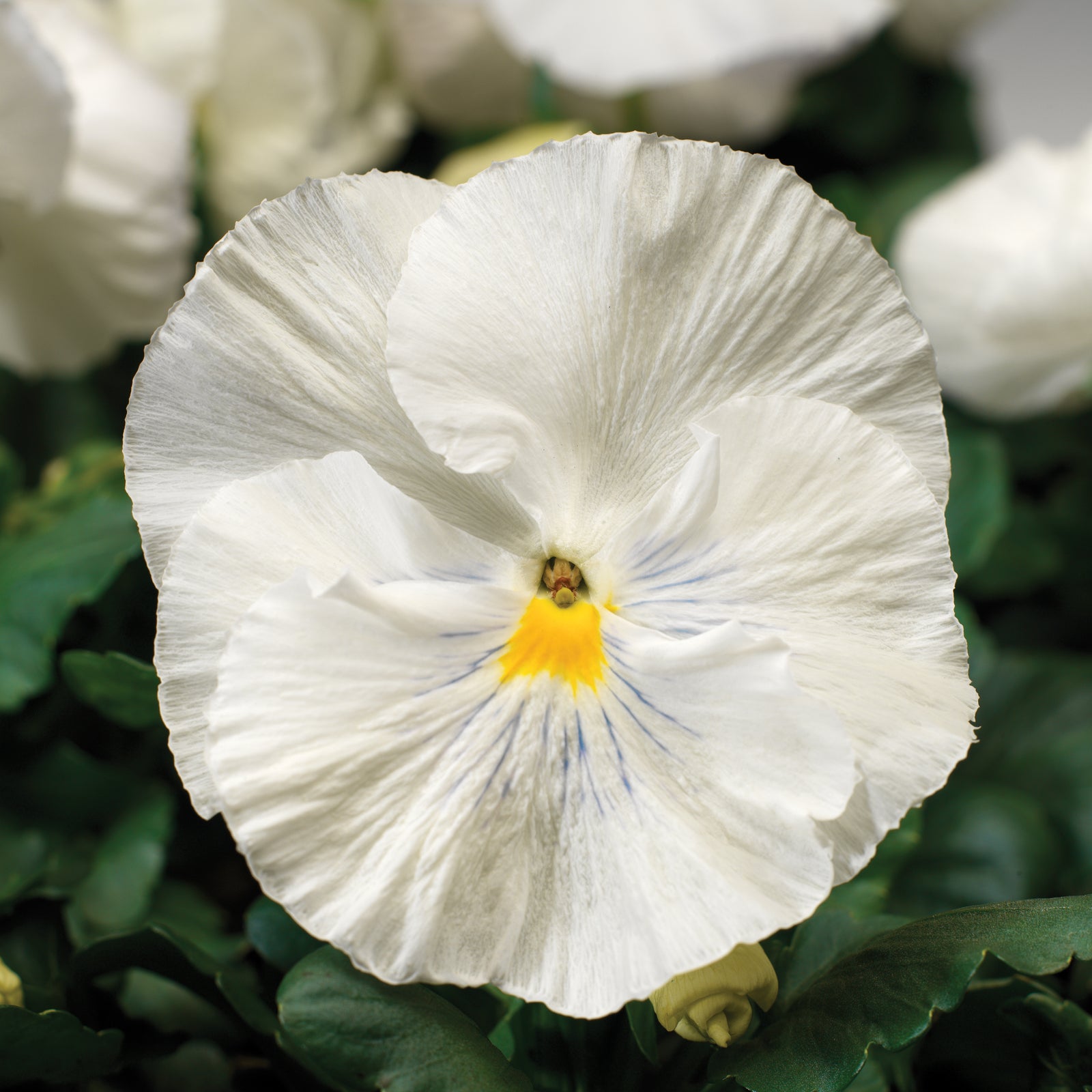 Viola x wittrockiana 'Colossus White' ~ Colossus™ White Pansy-ServeScape