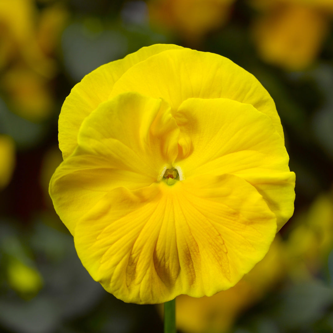 Viola x wittrockiana 'Colossus Yellow' ~ Colossus™ Yellow Pansy-ServeScape