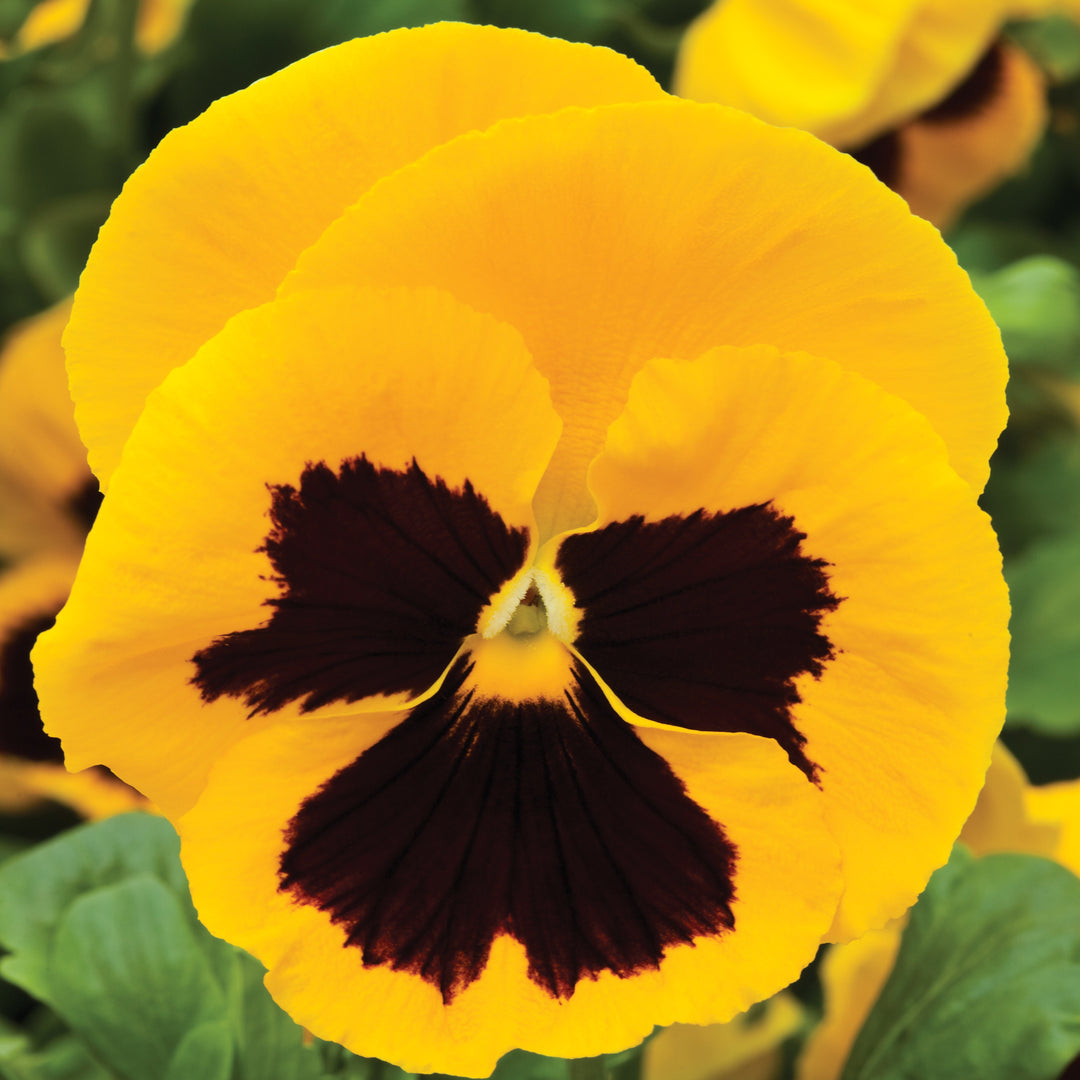 Viola x wittrockiana 'Colossus Yellow With Blotch' ~ Colossus™ Yellow With Blotch Pansy-ServeScape