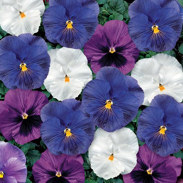 Viola x wittrockiana 'Delta Cool Water Mix' ~ Delta™ Cool Water Mix Pansy-ServeScape