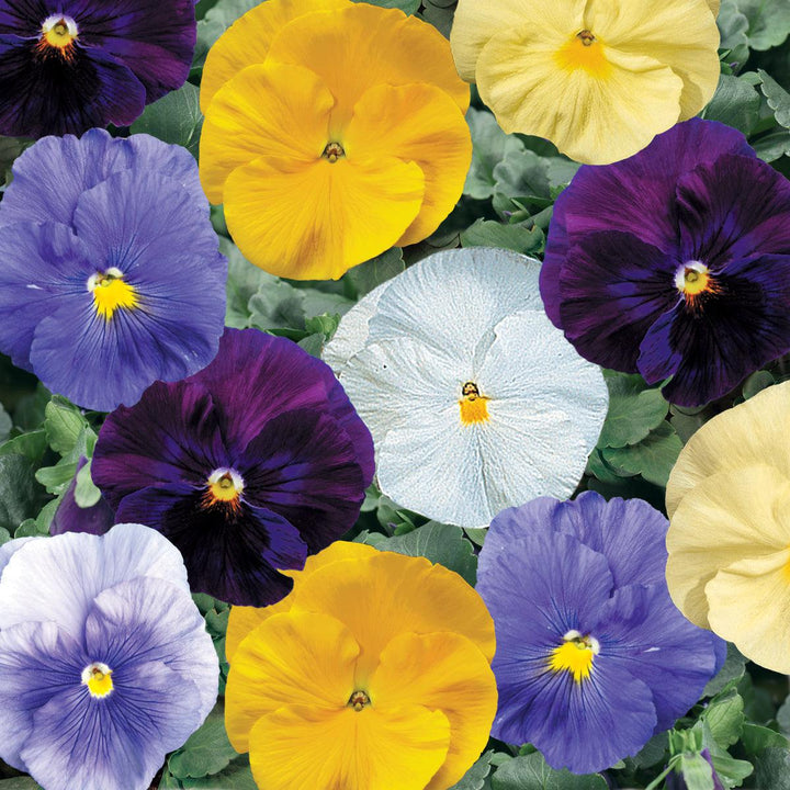 Viola x wittrockiana 'Delta Pure Colors Mix' ~ Delta™ Pure Colors Mix Pansy-ServeScape
