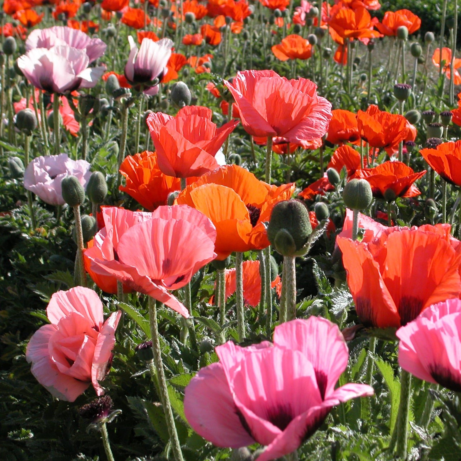 Papaver orientalis 'Pizzicato' ~ Pizzicato Mix Poppies-ServeScape
