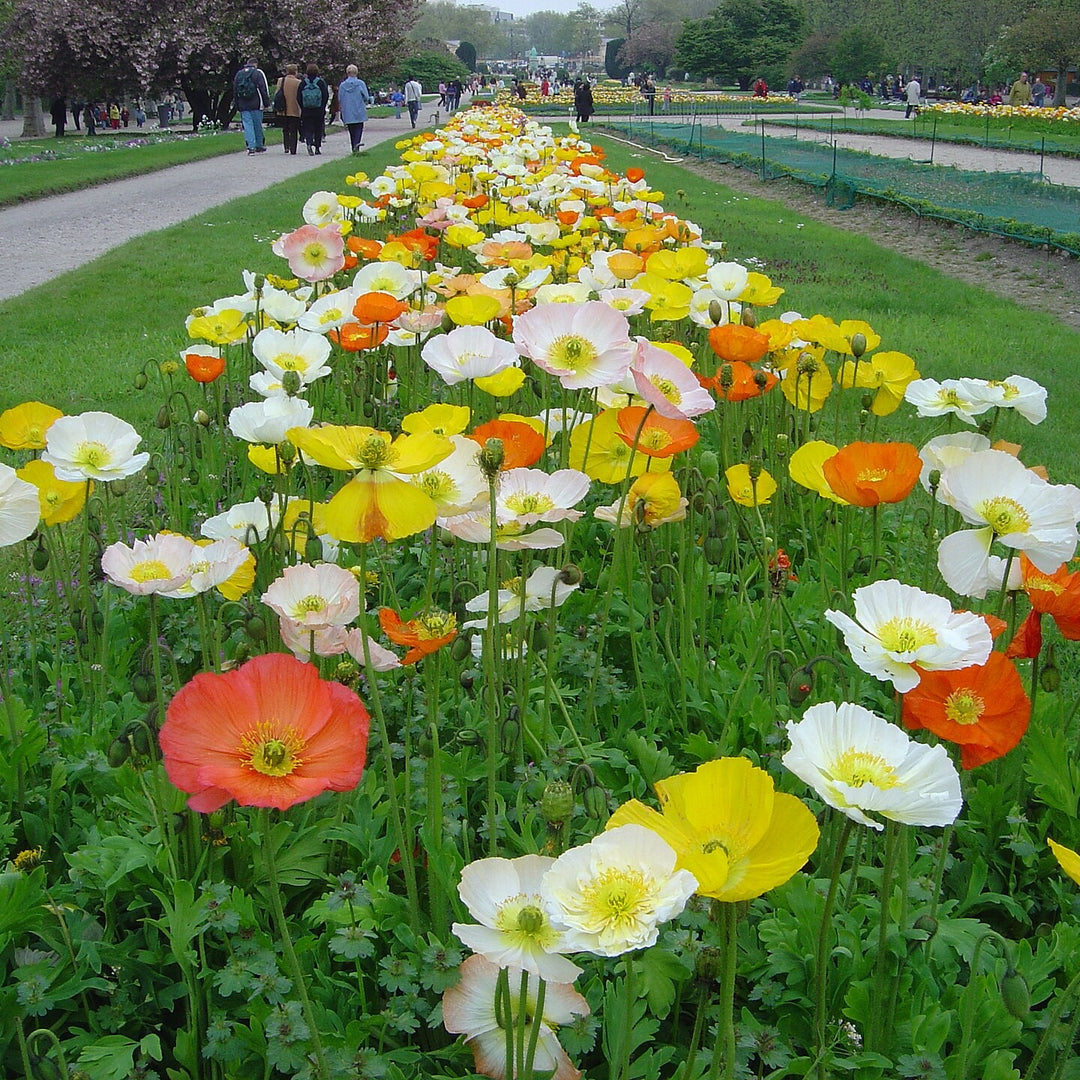 Papaver nudicaule 'Wonderland Mix' ~ Wonderland Mix Poppies-ServeScape