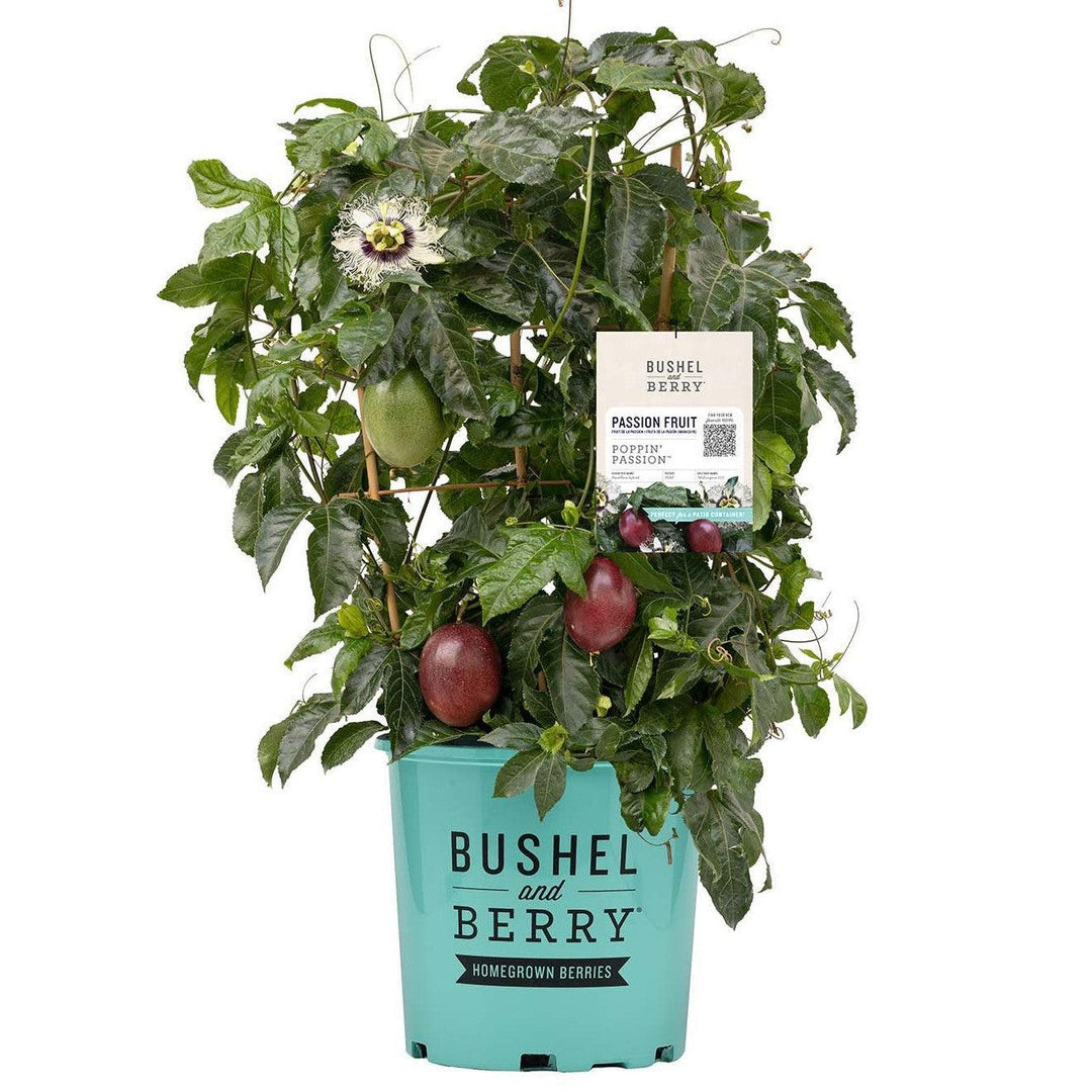 Passiflora 'Wellington 101' PP 35,636 ~ Poppin’ Passion™ Passion Flower-ServeScape