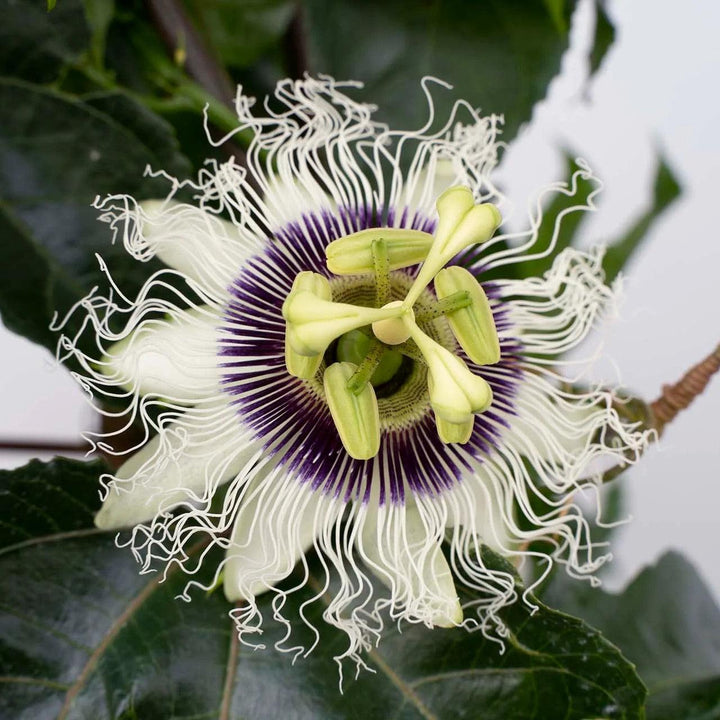 Passiflora 'Wellington 101' PP 35,636 ~ Poppin’ Passion™ Passion Flower-ServeScape