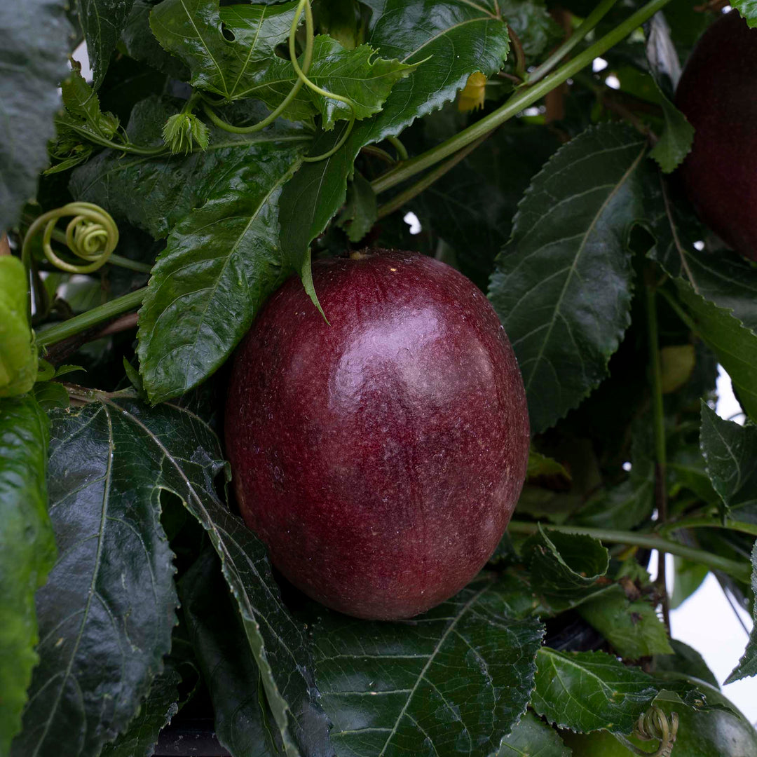 Passiflora 'Wellington 101' PP 35,636 ~ Poppin’ Passion™ Passion Flower-ServeScape