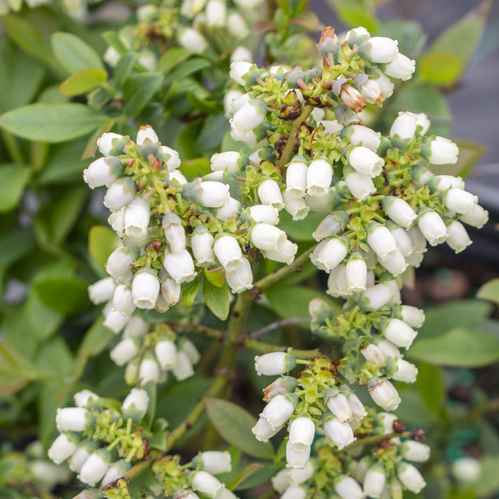 Vaccinium 'ORUS-61-1' ~ Bushel and Berry® Perpetua® Blueberry-ServeScape