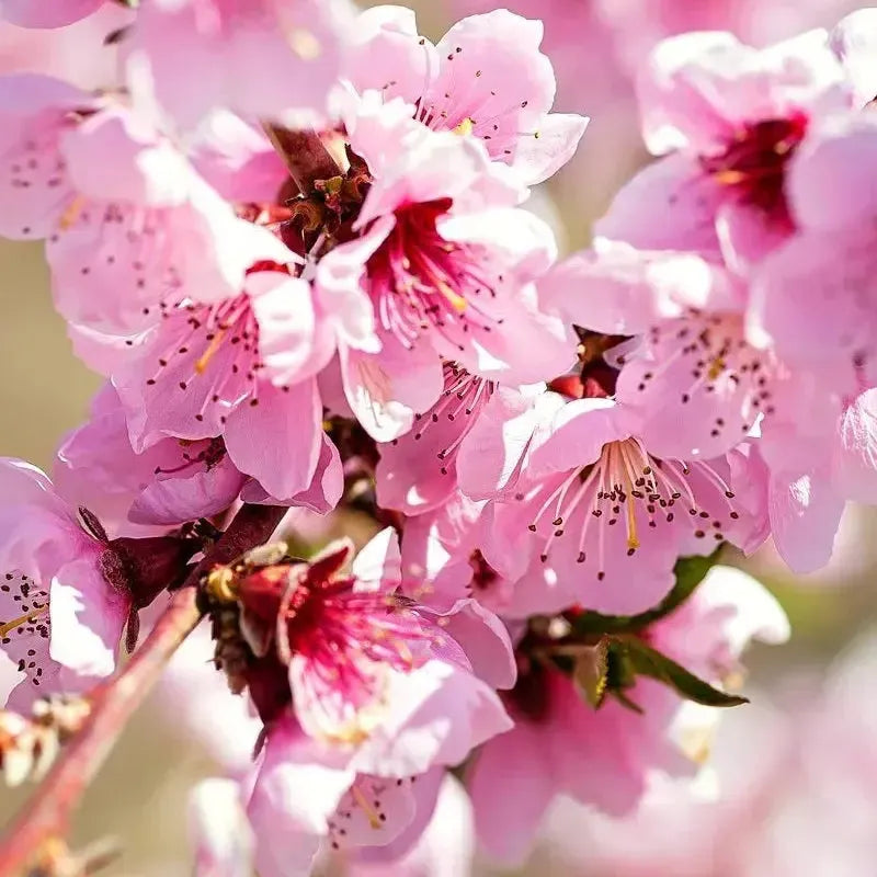 Prunus persica 'July Prince' ~ July Prince Peach-ServeScape