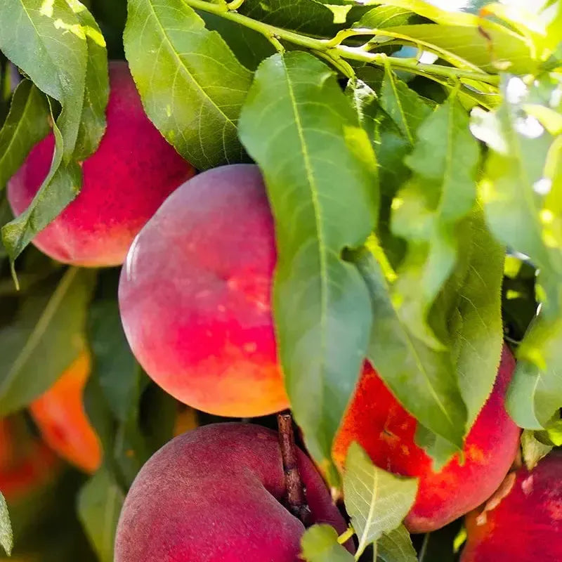 Prunus persica 'Red Top' ~ Red Top Peach-ServeScape