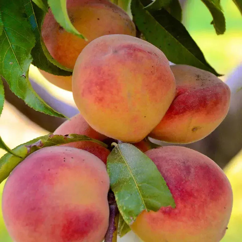 Prunus persica 'Summer Gold' ~ Summer Gold Peach-ServeScape