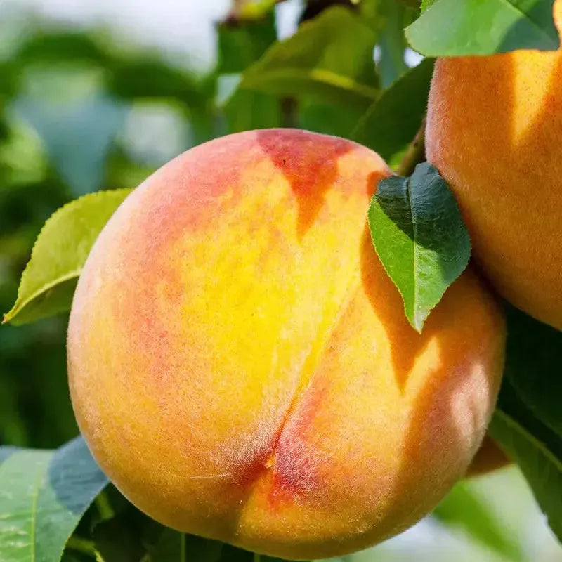 Prunus persica 'June Prince' ~ June Prince Peach-ServeScape