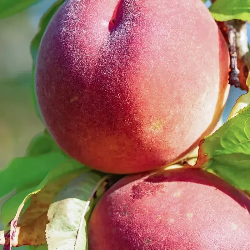 Prunus persica 'Ruby Prince' ~ Ruby Prince Peach-ServeScape