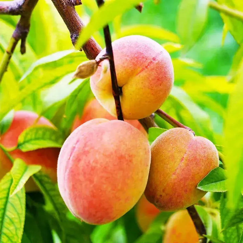 Prunus persica 'Sugar May' ~ Sugar May Peach-ServeScape