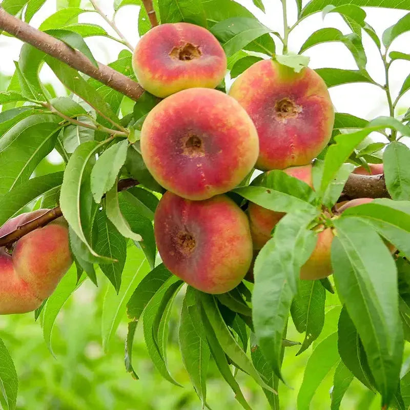 Prunus persica 'Saturn' ~ Saturn Peach-ServeScape