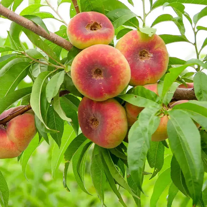 Prunus persica 'Saturn' ~ Saturn Peach-ServeScape