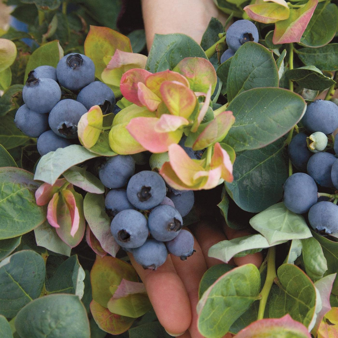 Vaccinium Bushel and Berry Peach Sorbet-ServeScape