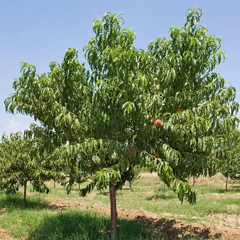 Prunus persica 'June Prince' ~ June Prince Peach-ServeScape