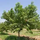 Prunus persica 'Red Top' ~ Red Top Peach-ServeScape