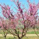 Prunus persica 'Selena' ~ Selena Peach-ServeScape