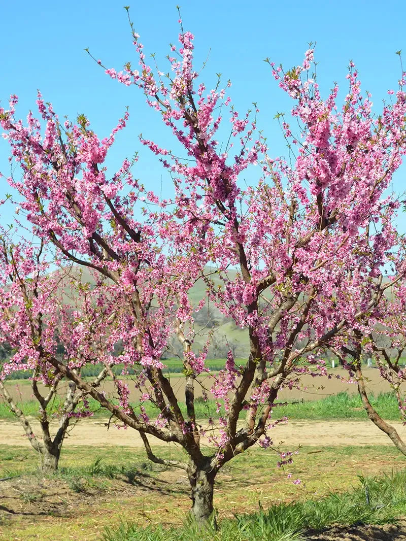 Prunus persica 'Fairtime' ~ Fairtime Peach-ServeScape
