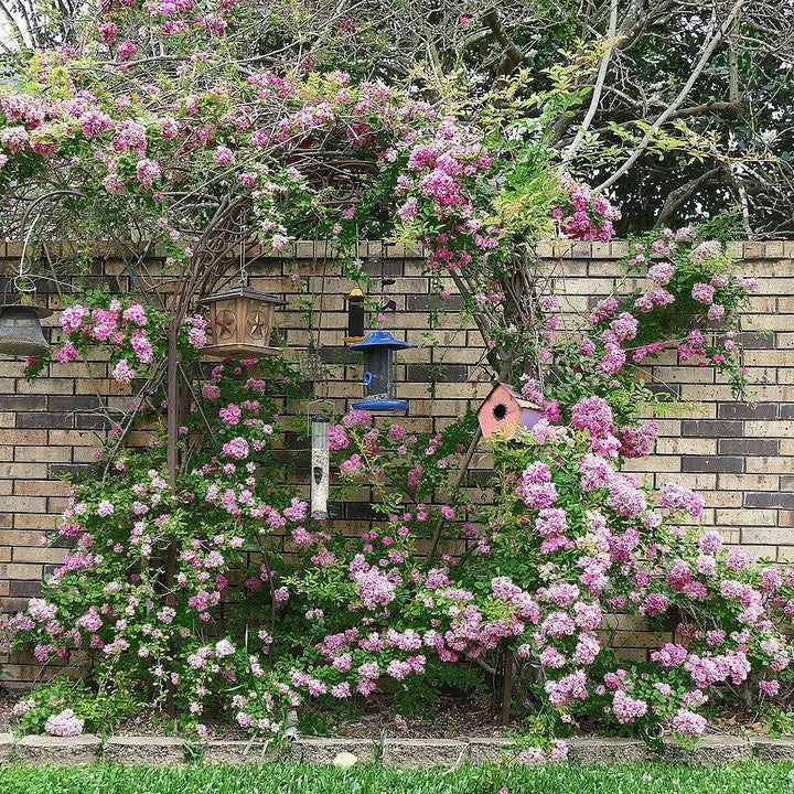 Rosa Climbing 'Peggy Martin' ~ Peggy Martin Climbing Rose-ServeScape