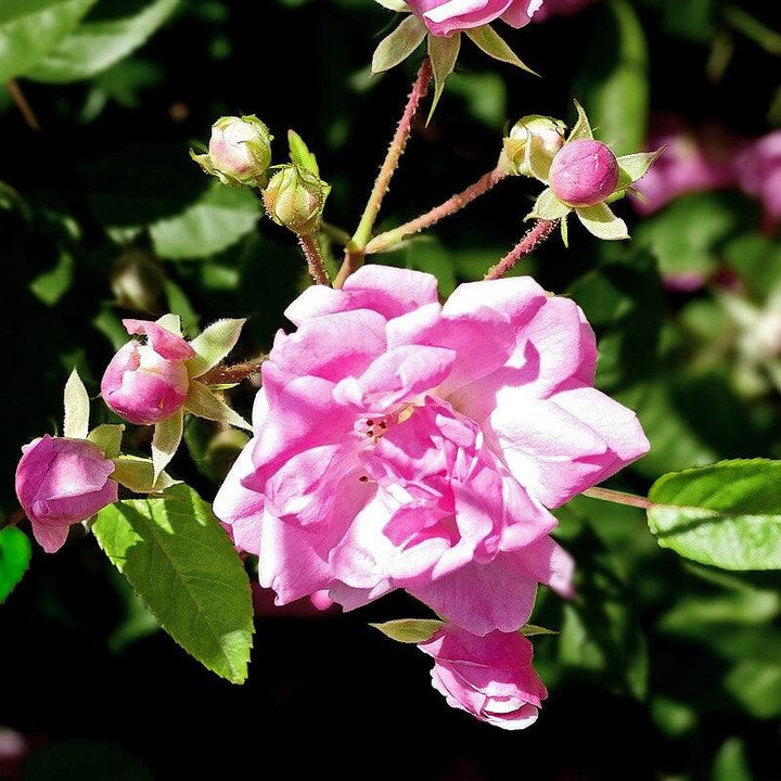 Rosa Climbing 'Peggy Martin' ~ Peggy Martin Climbing Rose-ServeScape