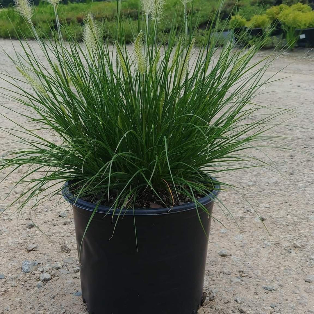 Pennisetum alopecuroides 'Hameln ~ Monrovia® Hameln Fountain Grass-ServeScape