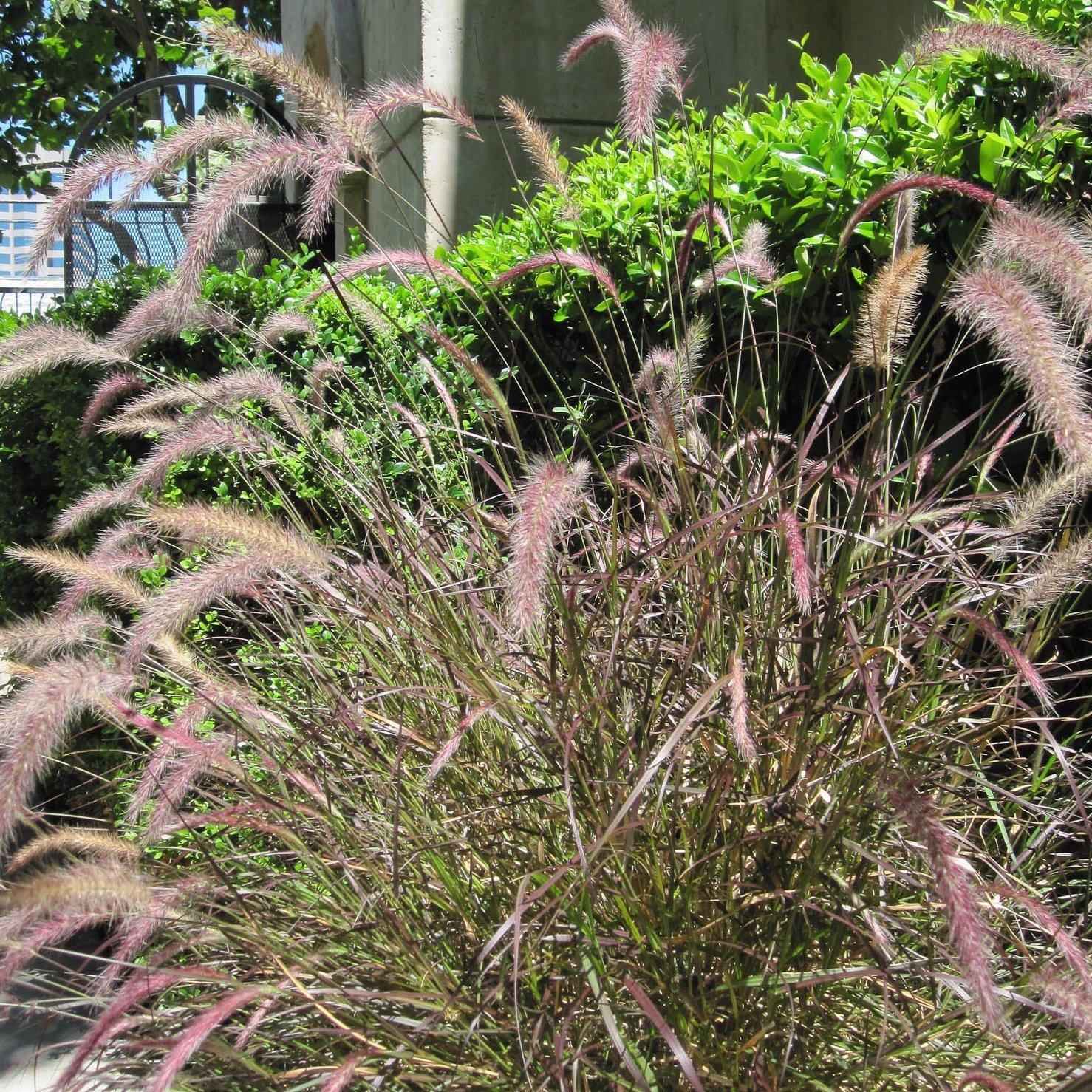 Pennisetum orientale 'Karley Rose' ~ Monrovia® Karley Rose Fountain Grass-ServeScape