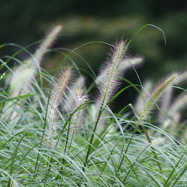 Pennisetum alopecuroides 'Foxtrot' ~ Foxtrot Fountain Grass-ServeScape